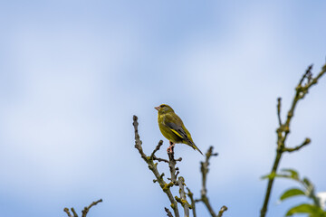 European Greenfinch (Chloris chloris) common in parks and gardens across Europe and western Asia