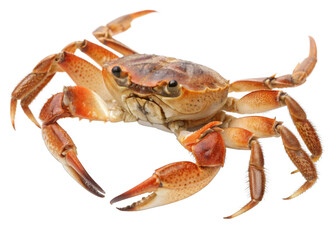 Crab isolated on a transparent background.