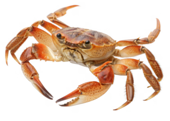 Crab isolated on a transparent background.
