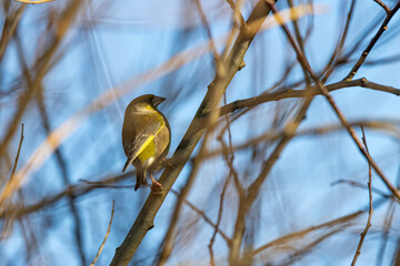 European Greenfinch (Chloris chloris) common in parks and gardens across Europe and western Asia