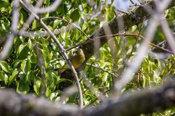 European Greenfinch (Chloris chloris) common in parks and gardens across Europe and western Asia