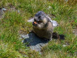A cute marmot is being fed a carrot