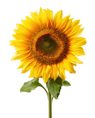 Obraz premium Vibrant yellow sunflower with green leaves against black petals center, Isolated On Png Transparent Background