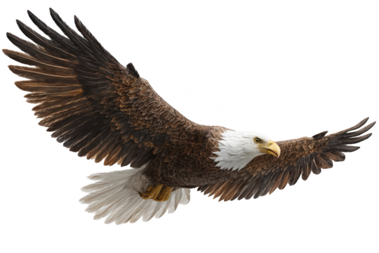 A majestic bald eagle in flight, wings outstretched against a black background.  Sharp focus on the bird's plumage and details of its body.  Powerful and free-flying appearance - Powered by Adobe