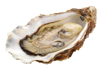 Oyster isolated on a transparent background.