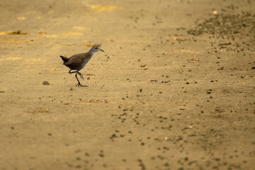 Brown Crake in grass land of Bhigwan