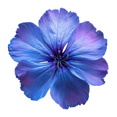 Naklejka premium Vibrant blue flower isolated on transparent background