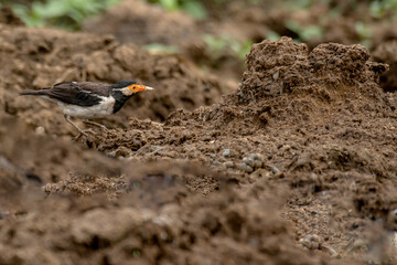Indian Pied Starling in grass land of Bhigwan