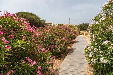 Pathway with blooming oleander flowers in Gozo Malta.