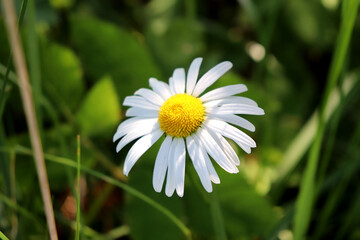 Obraz premium White garden daisy on grass background in sunlight on summer day - horizontal color photo, close-up, top view