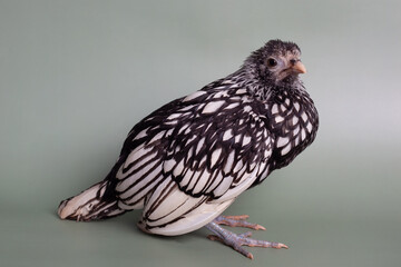 bird of prey