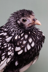Close up black and white chicken, bantam sebright