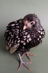 Small black and white chicken portrait, bantam Sebright pullet
