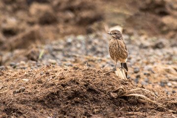Pied bush Chet female in grass land of Bhigwan