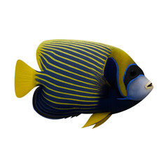 Emperor angelfish swimming in clear water isolated on transparent background