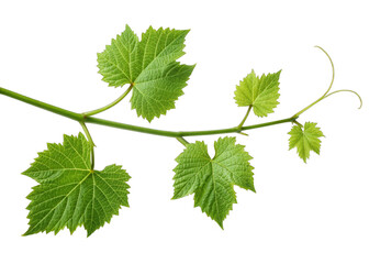  vine isolated on a transparent background.
