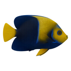 Blue and yellow angelfish swimming isolated on transparent background