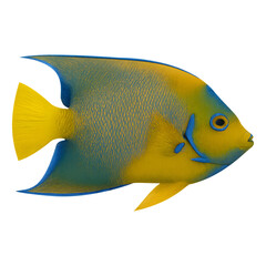 Queen angelfish swimming isolated on transparent background