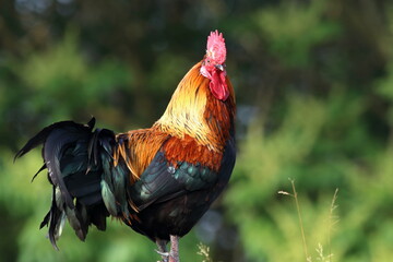 bellezze nel pollaio © alberto