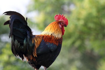 bellezze nel pollaio