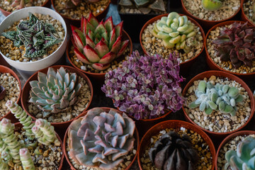 Group of different types of colorful and beautiful succulent plants grown in pots