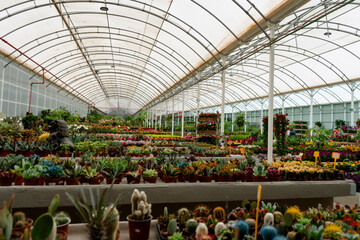 Various plants inside a nursery greenhouse