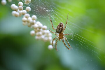 Spider Eggs. Close-up of Spider Sack with Baby Spiders Emerging on Spider's Web