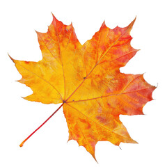 Obraz premium and keyword list based on the image.. Autumn Maple Leaf Exhibits Colorful Fall Transition, Isolated