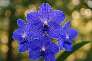 Fresh Blue Vanda Orchid Flower, Latin name is Vanda Coerulea