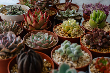 Group of different types of colorful and beautiful succulent plants grown in pots