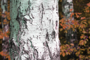 beautiful scene with birches in yellow autumn birch forest in october