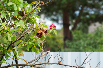 Dried flowers of red bush rose. Insufficient watering and improper acidic soil with pests, close-up, background. Copy space for text