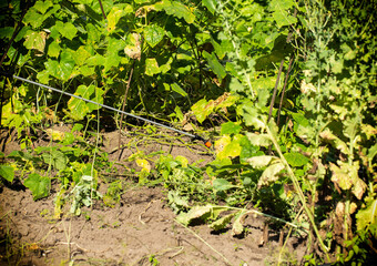 A telescopic fishing rod sprays cucumber plants at a summer cottage for feeding and growth stimulation, background. Copy space for text, permanganic acid
