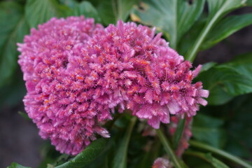 Vibrant pink celosia flowers in full bloom against lush green leaves, showcasing their unique feathery texture. This striking flower cluster adds a bold splash of color to any garden.
