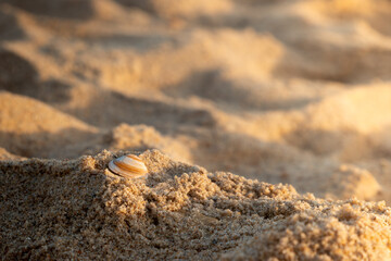 sea shell on the beach