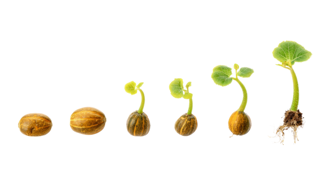 Seed germination progression with transparent background nature infographic close-up growth concept