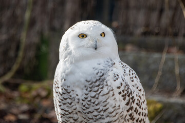 Portrait of a snowy owl with yellow eyes looking at the camera