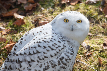 Portrait of a snowy owl with yellow eyes looking at the camera with a curious face expression