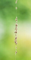 A brood of small spiders from a cocco nest in nature, macro
