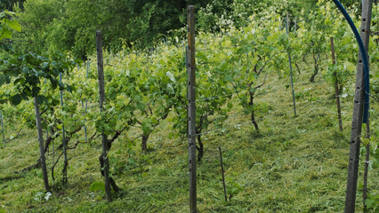 Trimming young grapevines in spring in a picturesque vineyard situated in the pre-Apennine hills of central Italy providing beautiful agricultural scenery