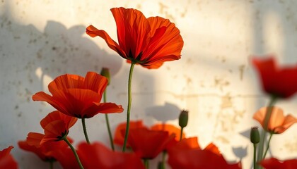 Close Red Poppies Weathered Textured
