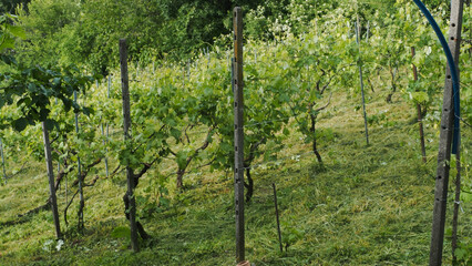 A stock photo agency showcases lush green young vineyard rows on a grassy hillside in spring during careful cultivation in the central Italian pre-Apennine region