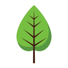 Green leaf with dark brown stem and veins on white background