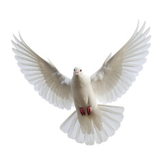 Obraz premium a bird flying in the sky white background