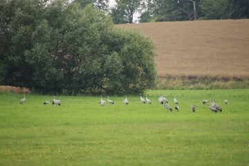 A flock of common cranes is in the distance in a meadow