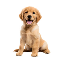 Cute golden retriever puppy sitting with tongue out  isolated on transparent background, PNG format, cut out