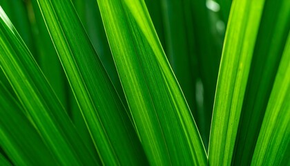 Detailed close-up view of vibrant green plant leaves, showcasing intricate venation patterns.