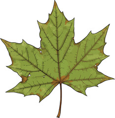 Green maple leaf autumn nature isolated