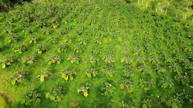 Aerial view of lulo plantation, Rows of lulo plants in tropical farm, Lulo fields with green vegetation. High quality 4k footage