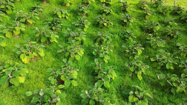 Lulo plantation seen from above, Rows of Solanum quitoense plants, Lulo farm Solanum quitoense with green vegetation. High quality 4k footage